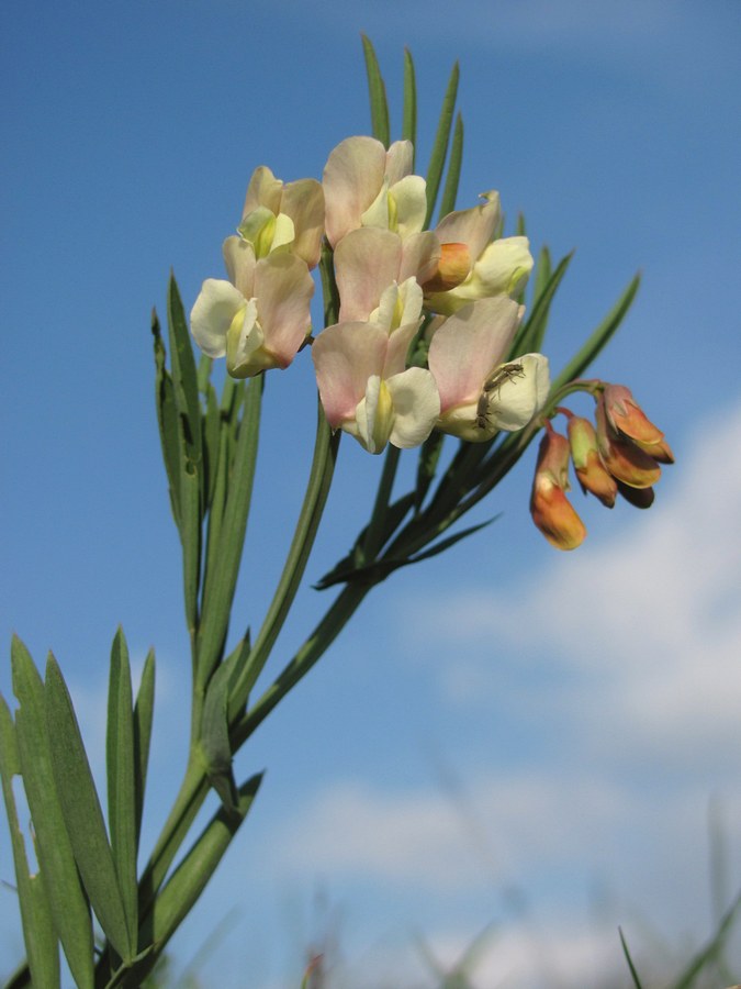 Image of Lathyrus lacaitae specimen.