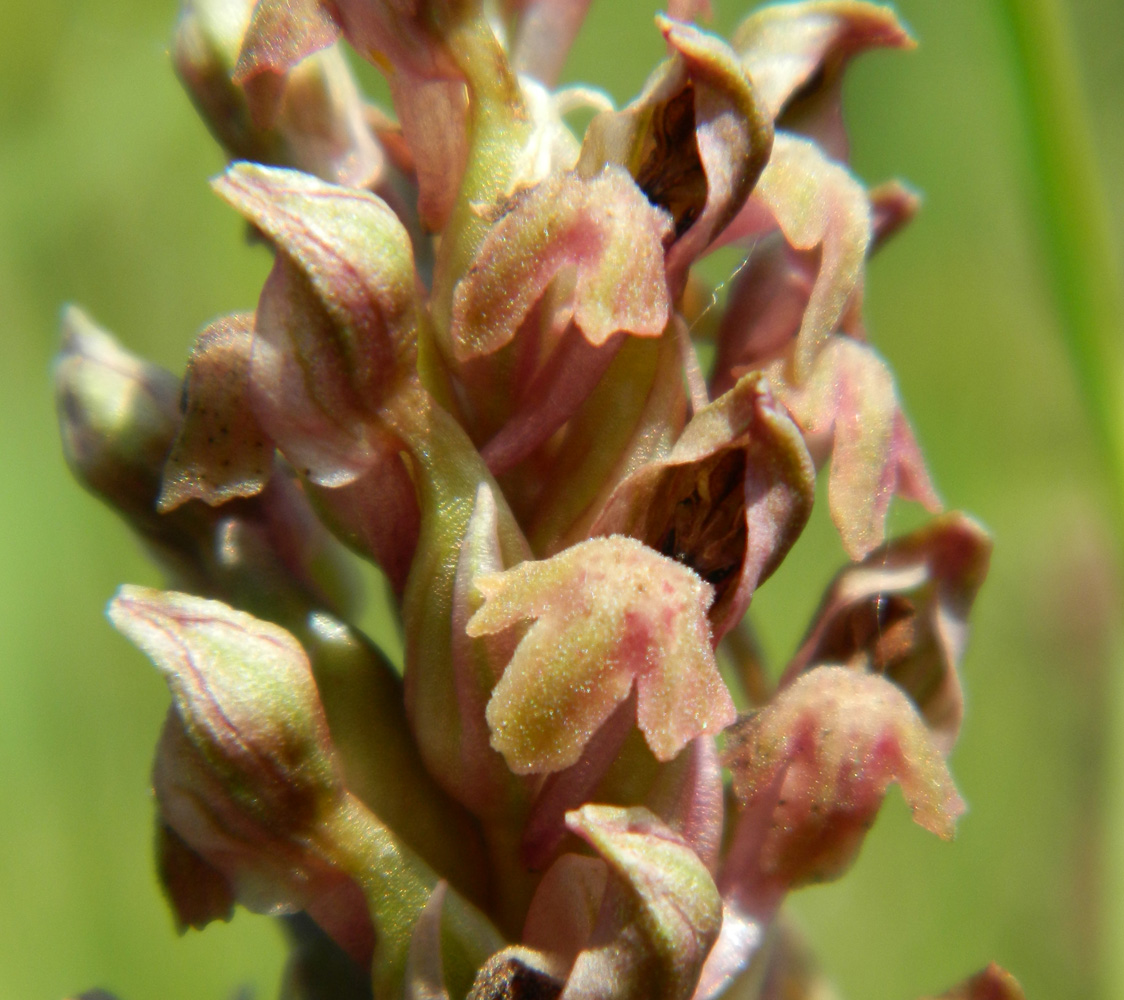 Image of Anacamptis coriophora specimen.