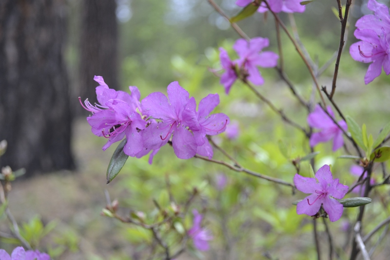 Image of Rhododendron dauricum specimen.