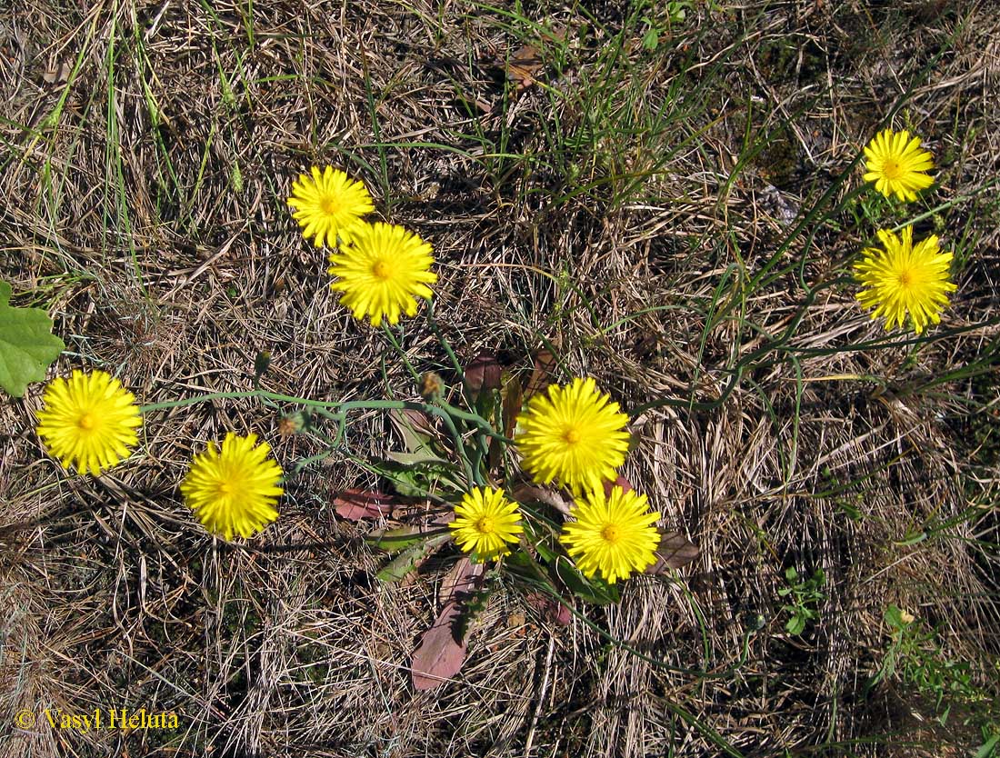 Изображение особи Hypochaeris radicata.