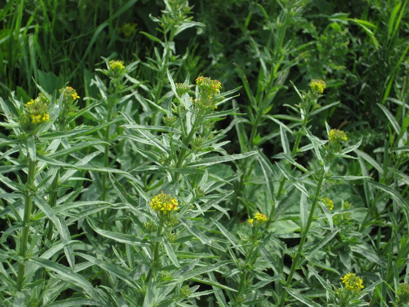 Image of Erysimum hieraciifolium specimen.