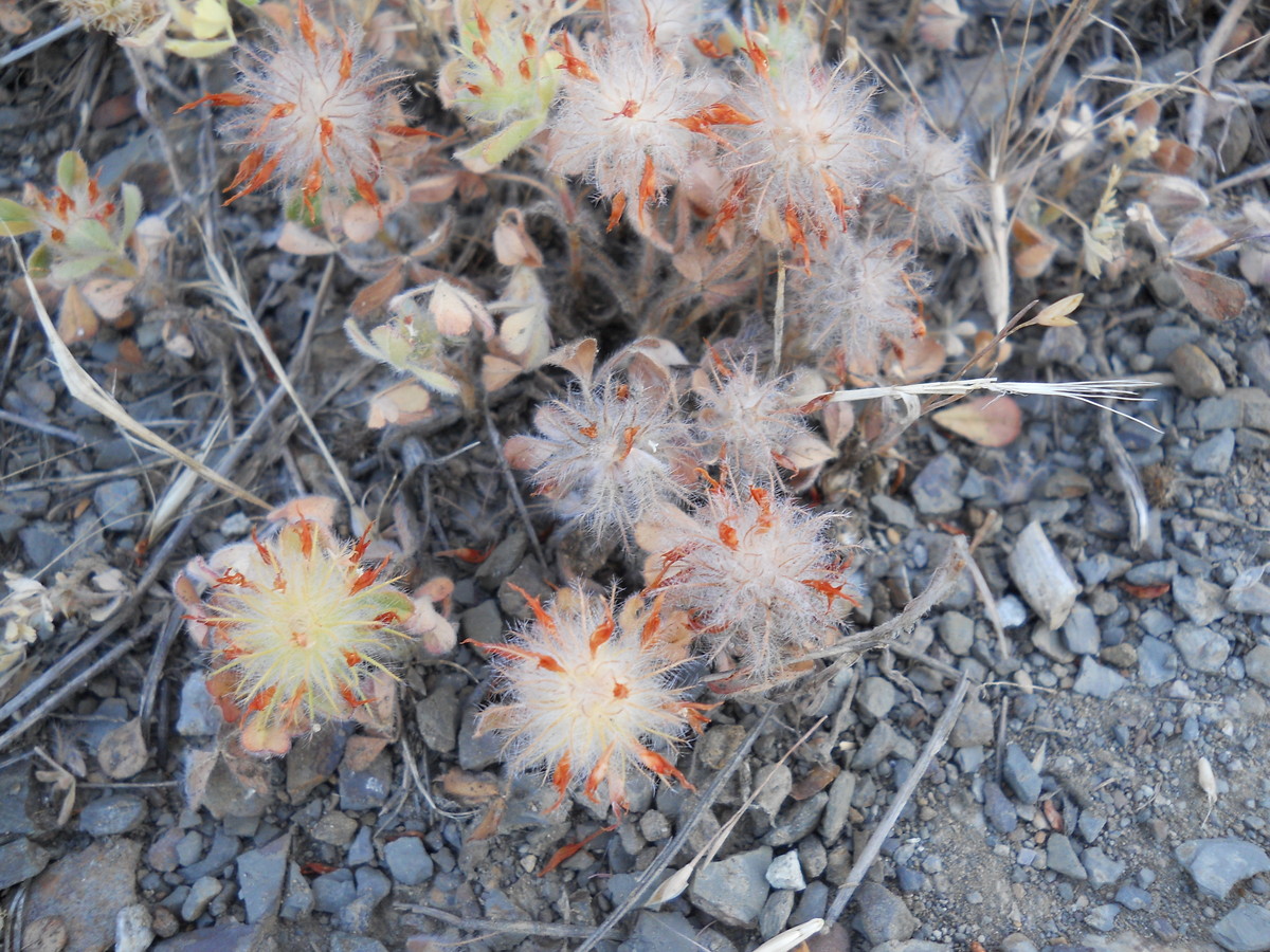 Image of Trifolium hirtum specimen.