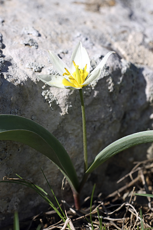 Изображение особи Tulipa turkestanica.