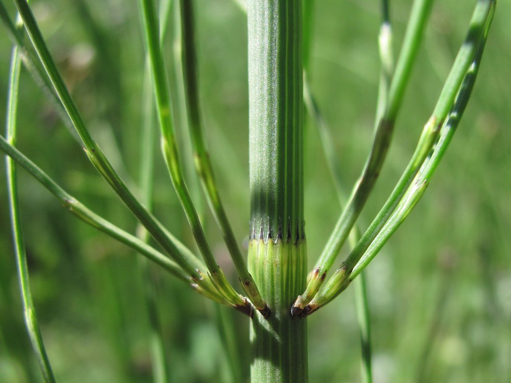 Image of Equisetum fluviatile specimen.