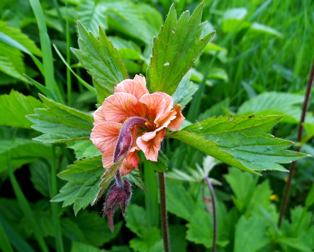 Image of Geum rivale specimen.