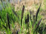 Carex cespitosa. Распускающиеся соцветия. Украина, Киевская обл., Киево-Святошинский р-н, лесной заказник \"Жуков хутор\", заболоченный берег р. Буча.