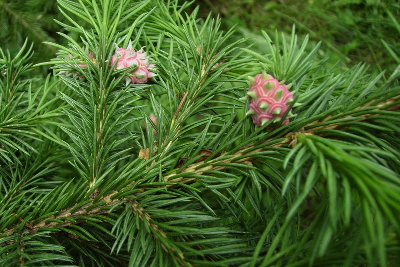 Image of Picea obovata specimen.