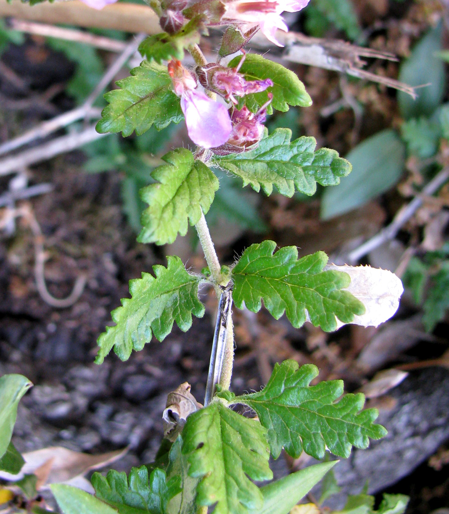 Изображение особи Teucrium chamaedrys.