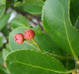 Euonymus japonicus. Зрелые плоды. Южный берег Крыма, г. Ялта, в культуре. 21 ноября 2012 г.