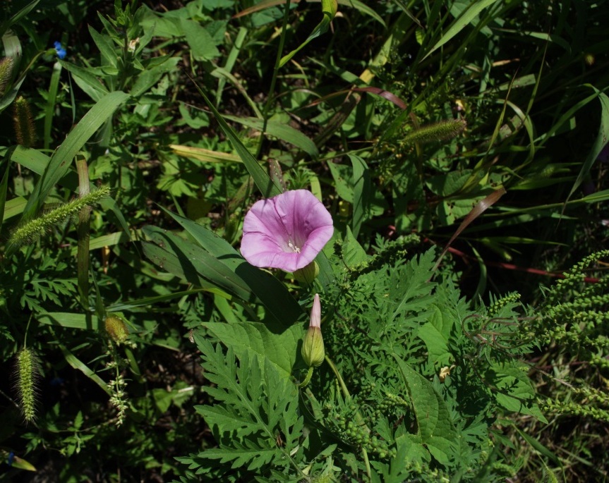 Image of genus Calystegia specimen.