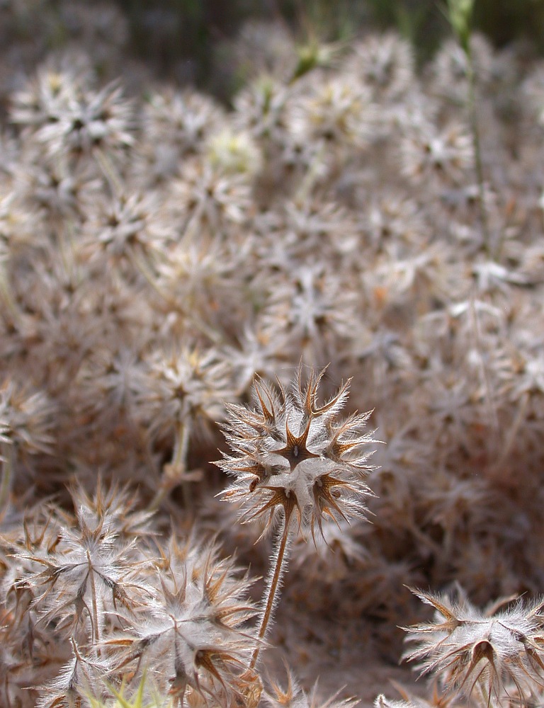 Изображение особи Trifolium stellatum.