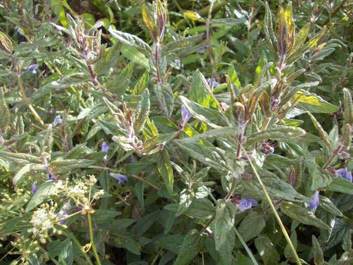 Image of Scutellaria galericulata specimen.