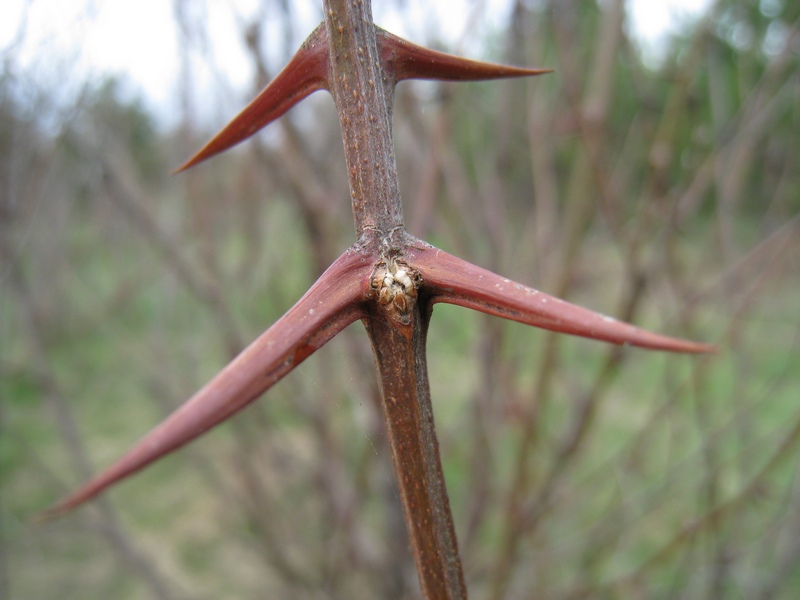 Image of Robinia pseudoacacia specimen.