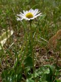 Bellis perennis