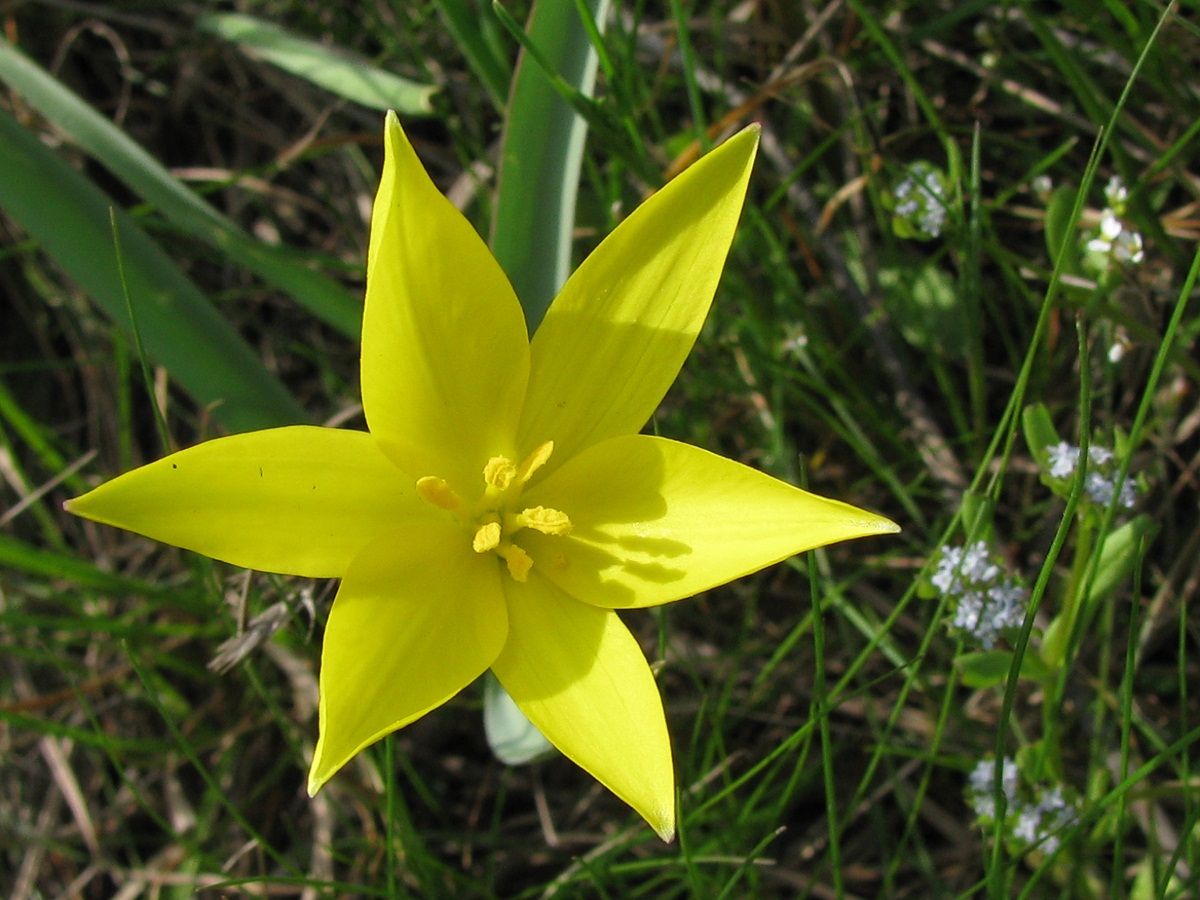 Изображение особи Tulipa biebersteiniana.