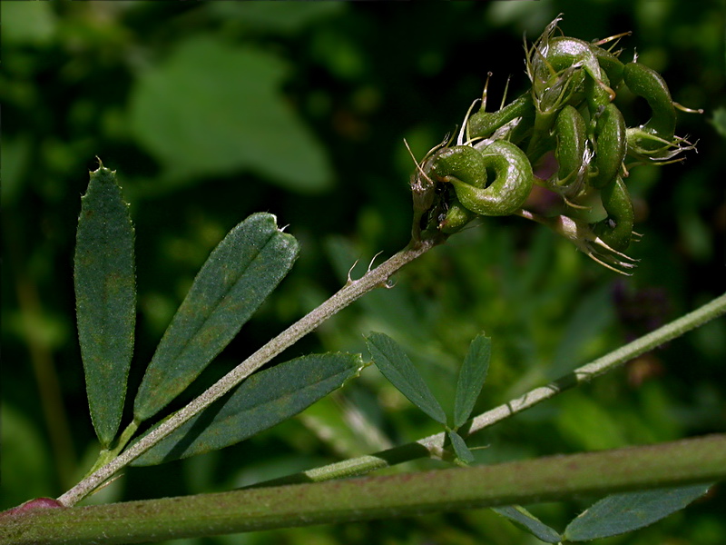 Image of Medicago &times; varia specimen.