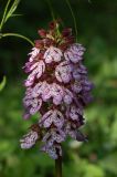Смотреть изображение Orchis purpurea