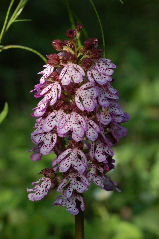 Изображение особи Orchis purpurea.