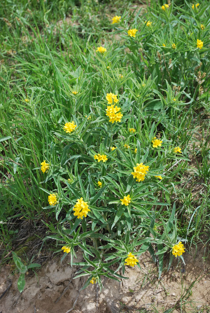 Image of Ulugbekia tschimganica specimen.