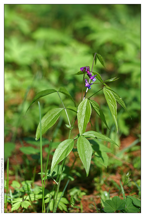 Image of Lathyrus vernus specimen.