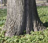 Quercus rubra. Комлевая часть ствола взрослого дерева. Германия, г. Krefeld, ботанический сад. 07.04.2013.