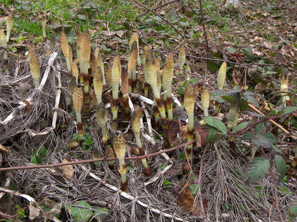 Image of Equisetum telmateia specimen.