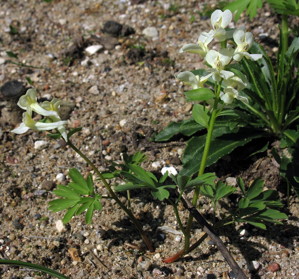 Image of Corydalis malkensis specimen.