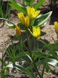 Tulipa ophiophylla subspecies bestashica. Верхушка цветущего растения. Москва, в культуре. 14.05.2013.