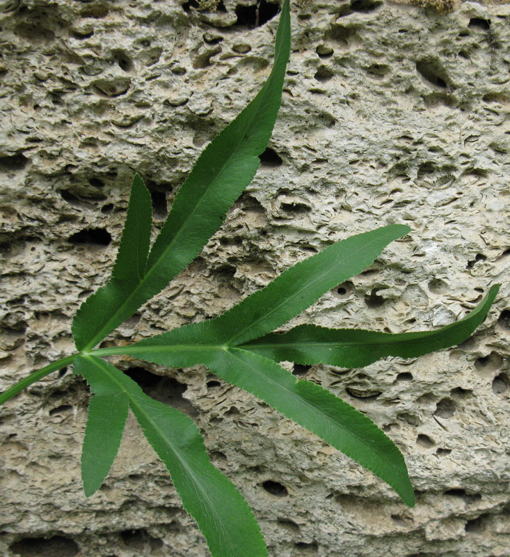 Image of Falcaria vulgaris specimen.