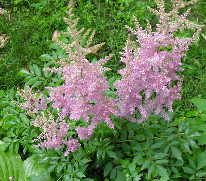 Изображение особи Astilbe &times; rosea.