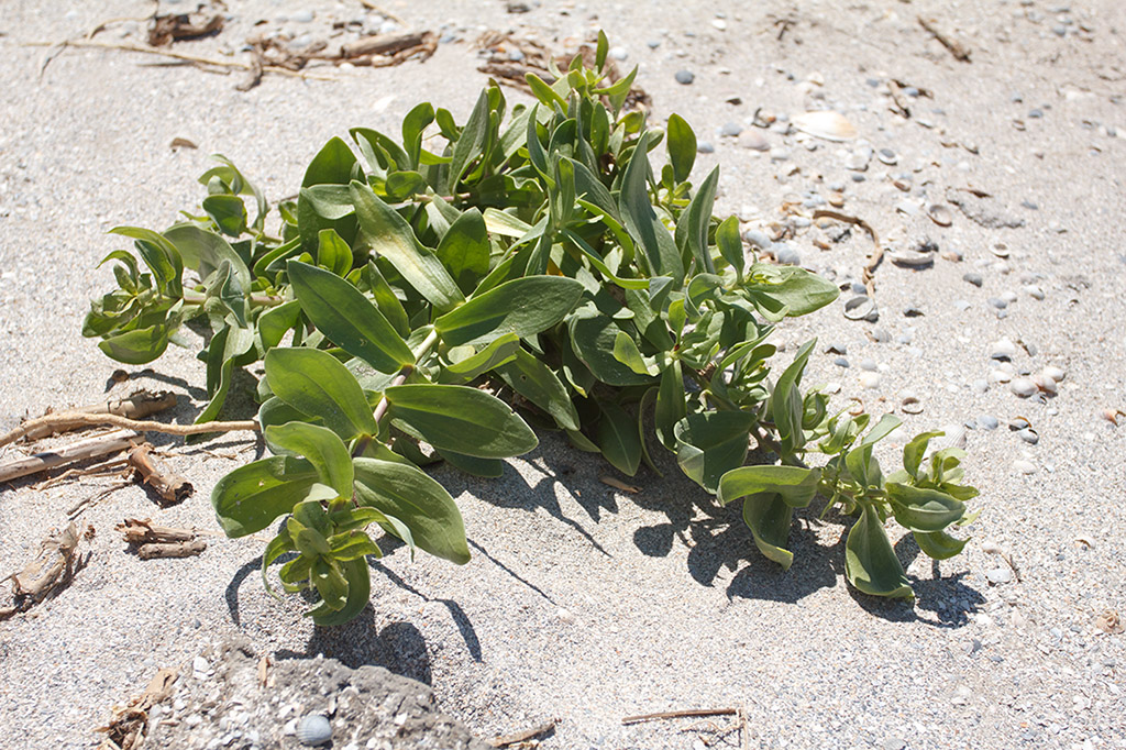 Image of Gypsophila perfoliata specimen.