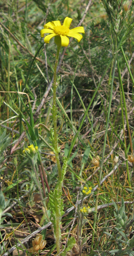 Image of Senecio vernalis specimen.