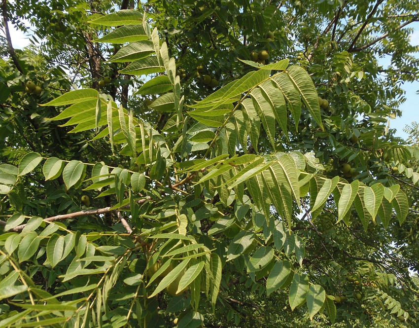 Image of Juglans nigra specimen.