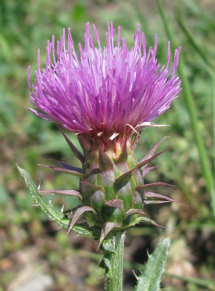 Image of genus Carduus specimen.