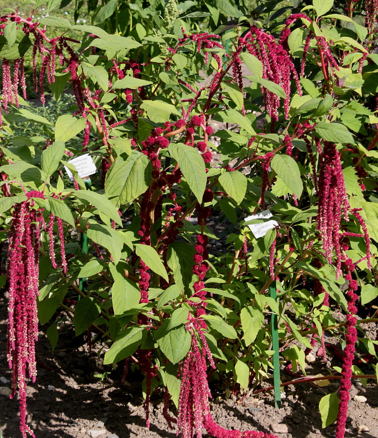 Image of Amaranthus caudatus specimen.