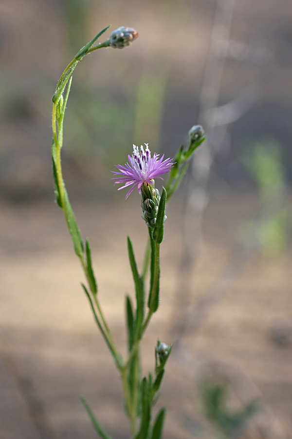 Image of Hyalea pulchella specimen.