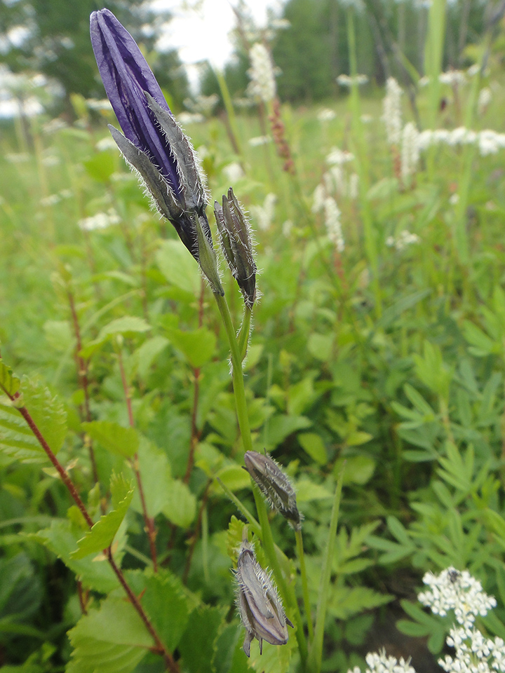 Image of Campanula turczaninovii specimen.