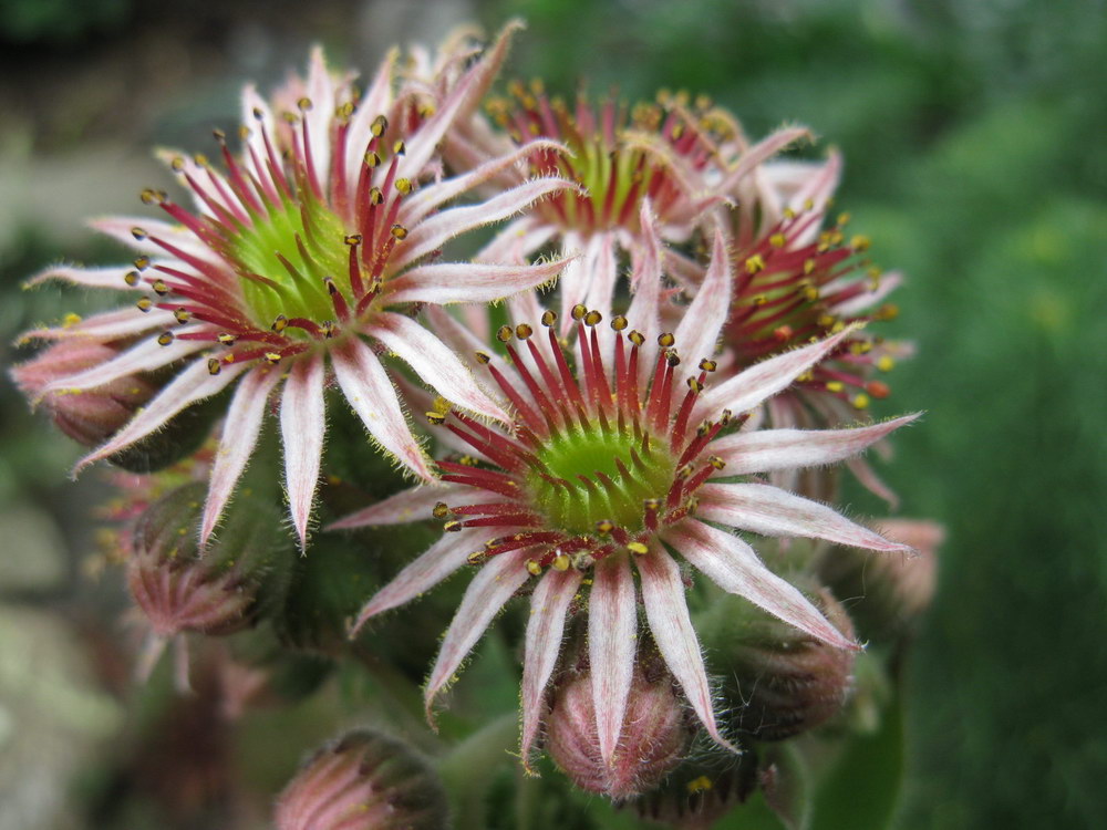 Image of Sempervivum tectorum specimen.