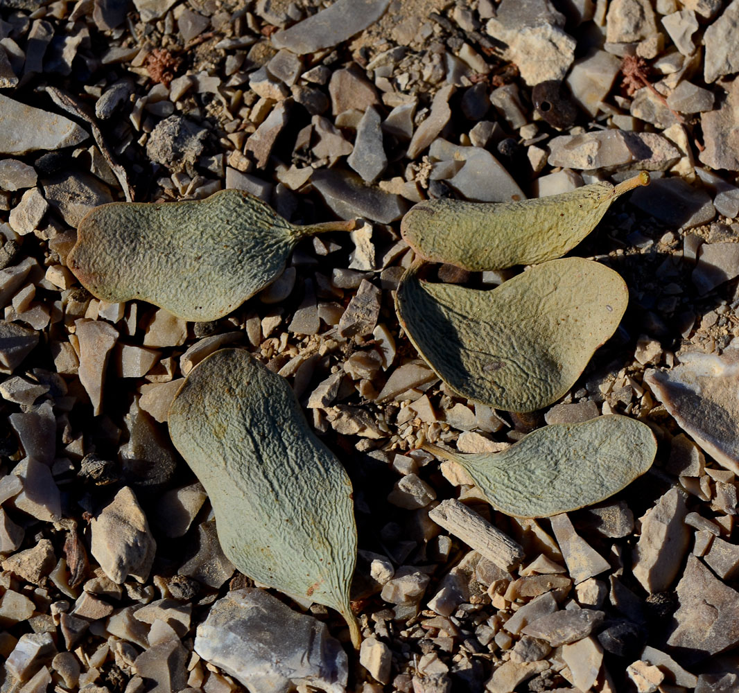 Image of Plicosepalus acaciae specimen.