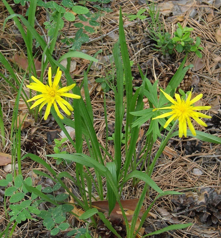 Изображение особи Scorzonera radiata.