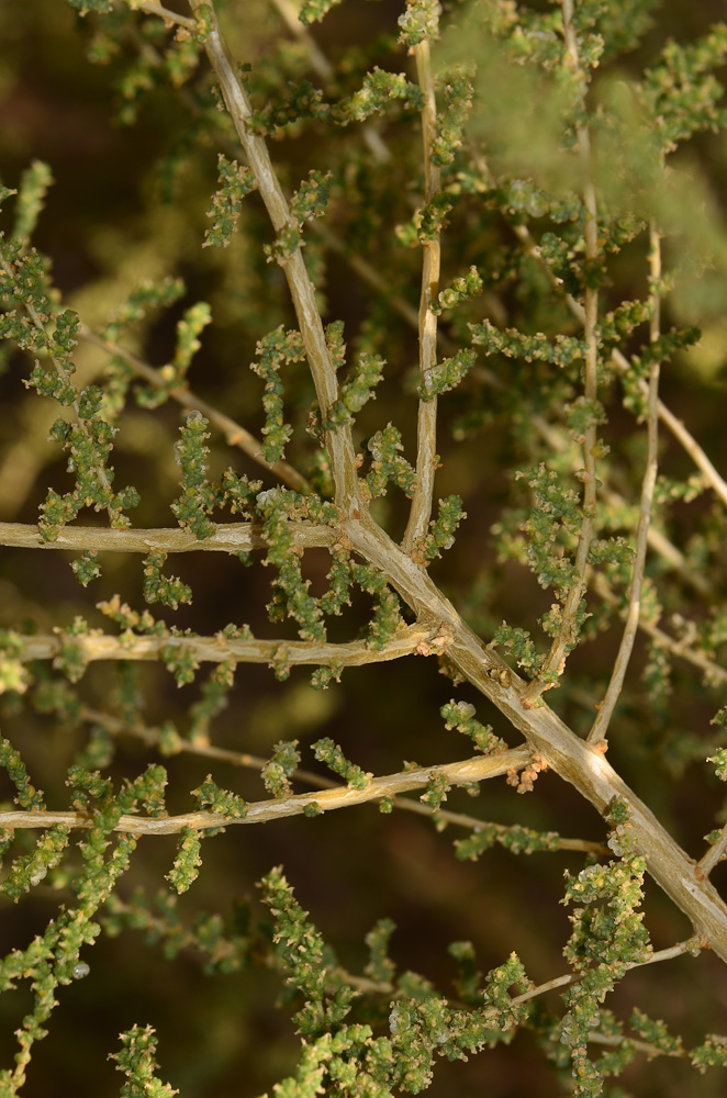 Image of Salsola imbricata specimen.