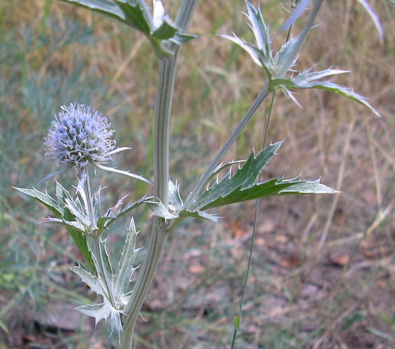 Изображение особи Eryngium planum.