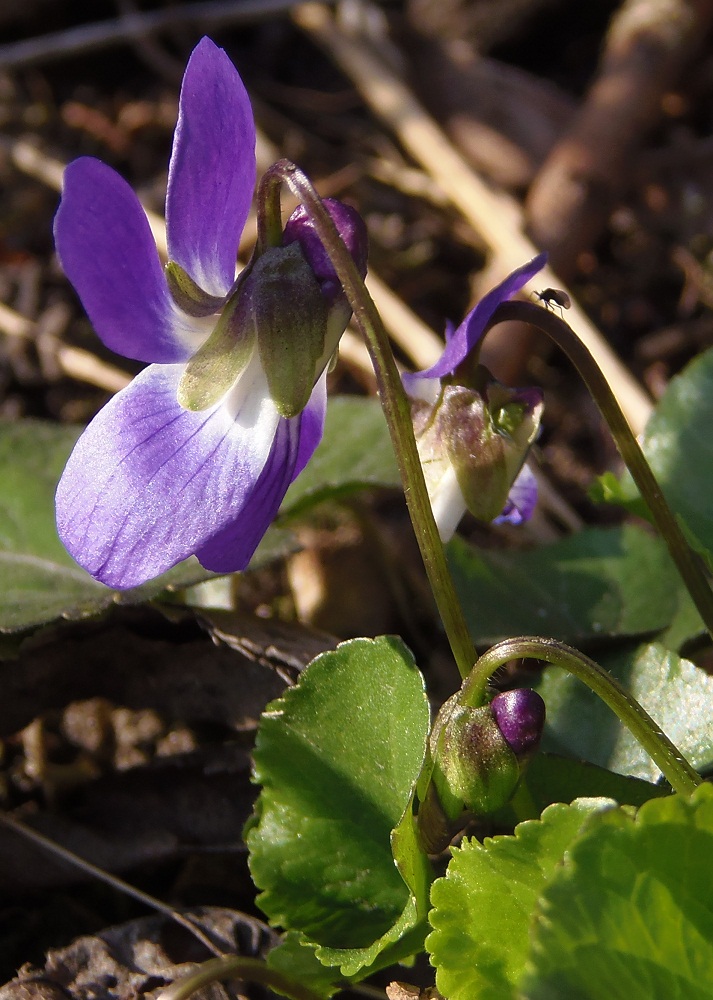 Image of Viola odorata specimen.