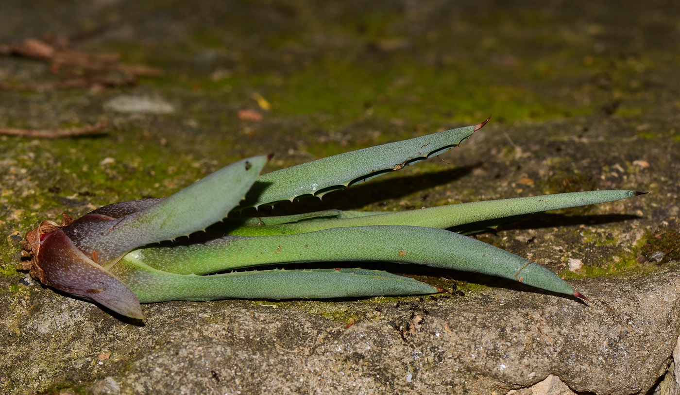 Изображение особи Agave americana.