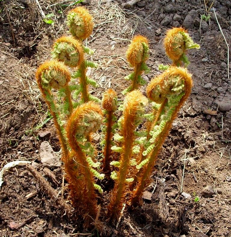 Image of Dryopteris crassirhizoma specimen.