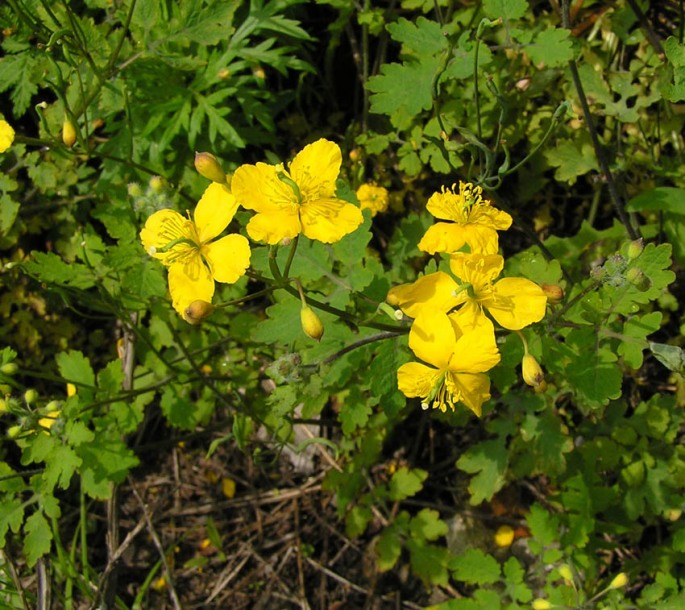 Image of Chelidonium asiaticum specimen.