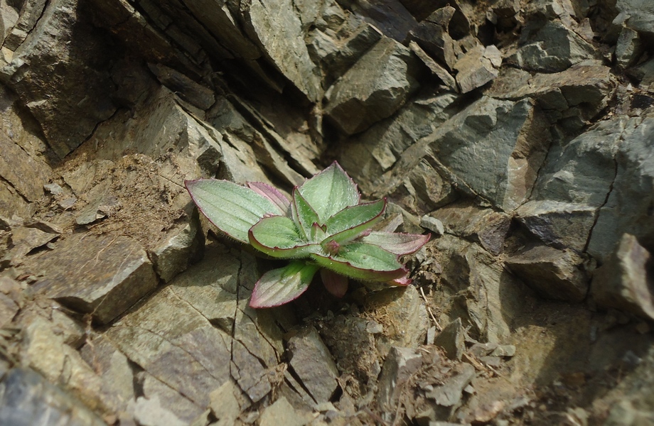 Image of Plantago camtschatica specimen.