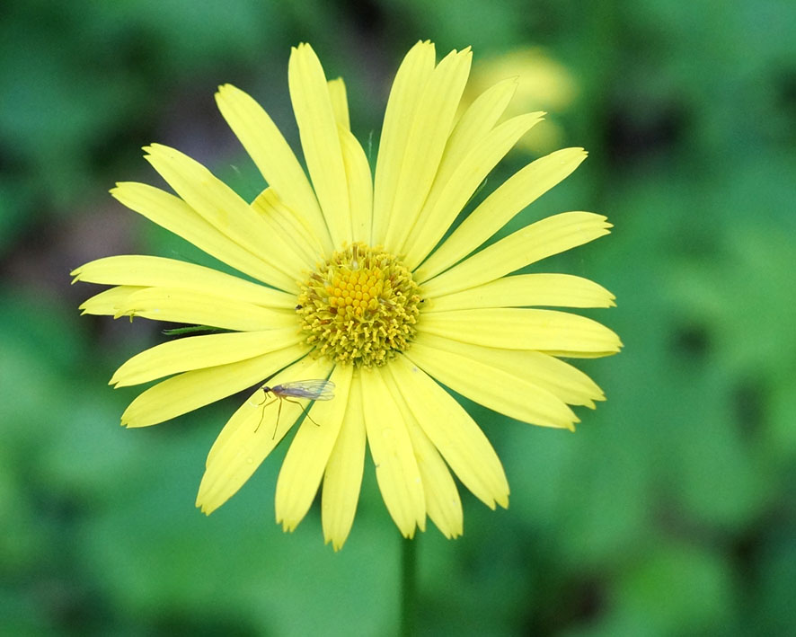 Image of Doronicum orientale specimen.