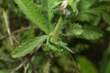 Potentilla подвид pilosa