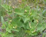 Aristolochia lutea. Цветущее растение. Греция, Халкидики, окр. г. Полигирос (Πολύγυρος). 15.05.2014.